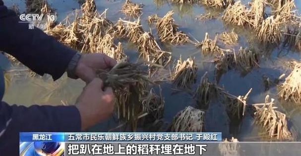 今年8月,黑龙江多地遭受洪涝灾害,农作物不同程度受灾