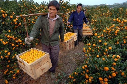 助农:又一水果滞销!上亿斤蜜桔无人收购,十天内卖不出就要腐烂